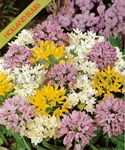 Allium Mistura Amarelo, Branco e Roxo (Embalagem com 15 Bolbos) - Fev/Set a Dez