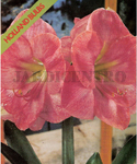 Amarilis Rosa (Embalagem 1 Bolbo) - Out a Mai
