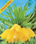 Fritillaria Imperialis Amarelo (Emb 1 Bolbo) Set a Dez