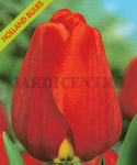 Tulipa Apeldoorn (Embalagem 5 Bolbos) Setembro a Janeiro