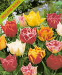 Tulipa Dobrada Mistura (Embalagem 5 Bolbos) Setembro a Janeiro