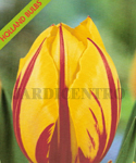 Tulipa Ida (Embalagem 5 Bolbos) Setembro a Janeiro
