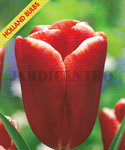 Tulipa Broadway (Embalagem 5 Bolbos) Setembro a Janeiro