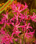 Nerine Rosa (Embalagem 1 Bolbo) - Out a Abr